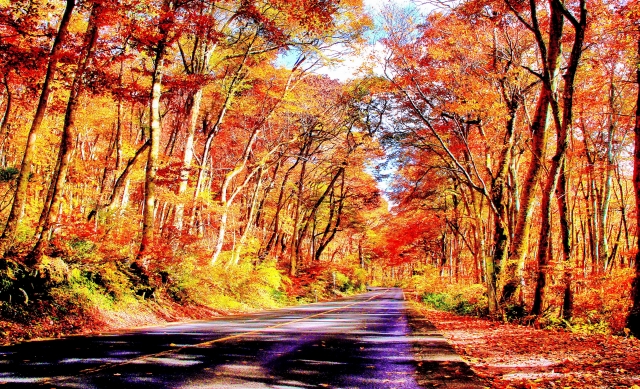 秋季的大山環狀道路