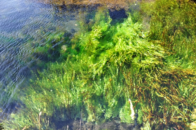 Oshino Hakkai: Mysterious springs registered as a World Cultural ...