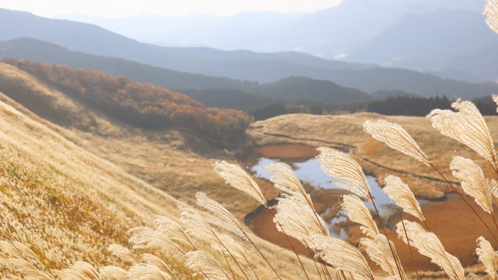 Soni Plateau: Be Moved By The Autumn Scenery Covered With Pampas Grass 